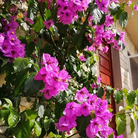 Sweet Triple In Makarska